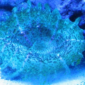 Big blue Mushroom