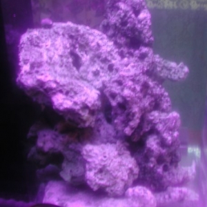 Side View of 60 gallon cube under Actinics