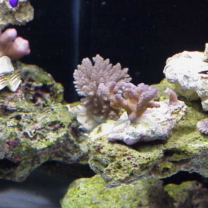 Brown_table_and_frags_03-16-05
