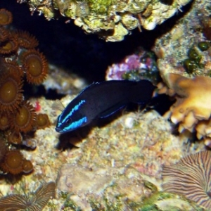 Springer Dottyback