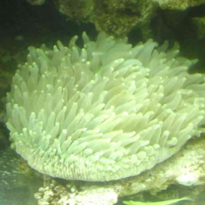 Plate Coral