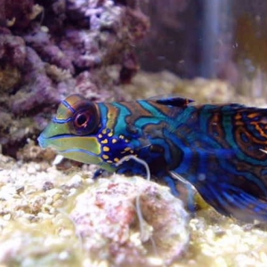 mandarin goby