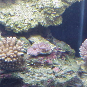 Tables_and_purple_Acro