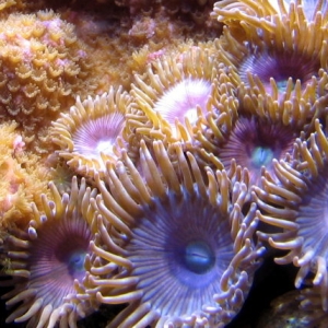 Pink Planet Zoanthids