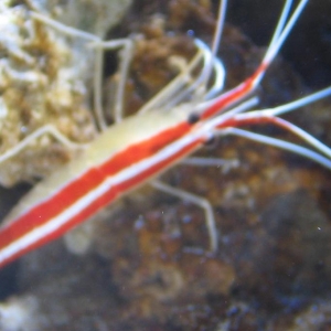 shrimp