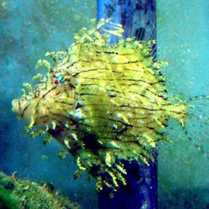 Tassled Filefish