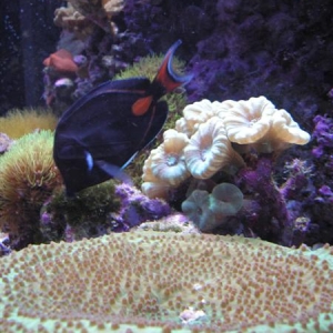 Green Cup and Achilles Tang