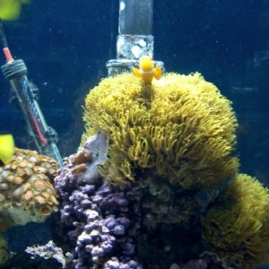 clown with green star polyps