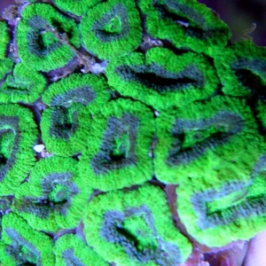 Greenie