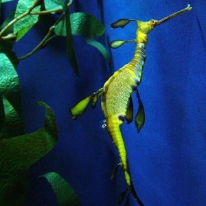 sea horse