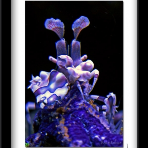 Harlequin Shrimp