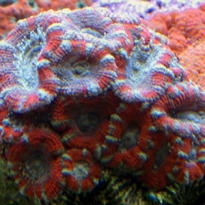 Red and Gray striped Lordhowensis