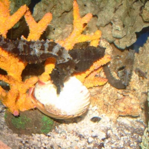 Seahorse feeding station