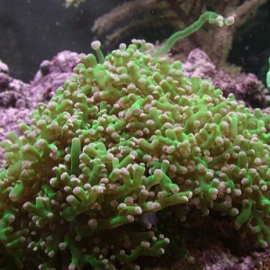 Frogspawn (Euphyllia divisa)