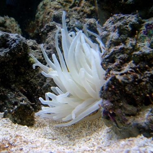 anenome