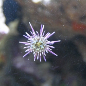 Pink Pinchushion Urchin