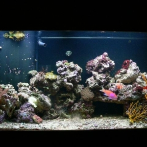 90 Gallon Tank in Progress