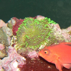 Green Ricordia