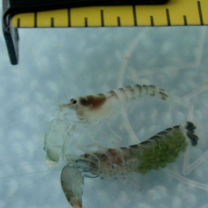 Clicking Hitchhikers!!