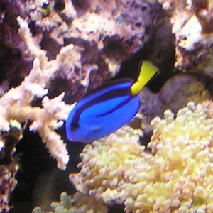 Blue Hippo Tang