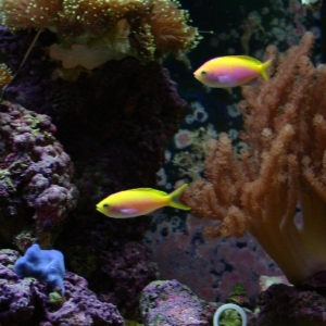 Pair of Anthias