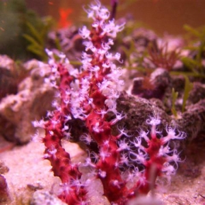 Diodogorgea