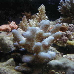 SPS corals Jerome
