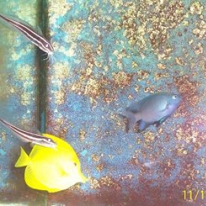 A few fish together
