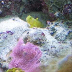 yellow watchman goby