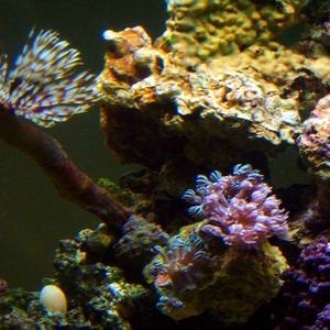 FD Xenia