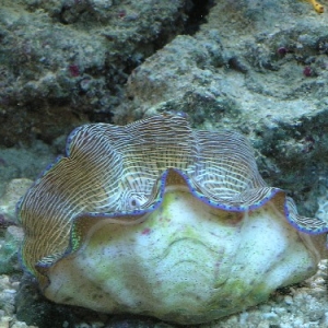 Derasa Clam