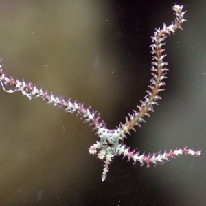 Mini Brittle Star