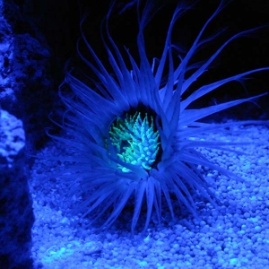 Night shot of my tube anemone