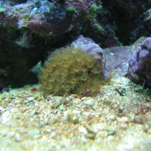 Yellow Polyps