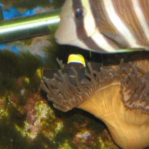 Maroon Clownfish in Bubbletip Anemone