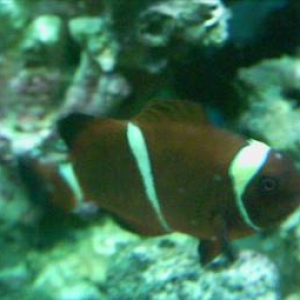 clownfish1