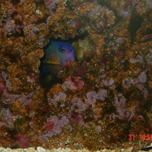 Coral beauty angelfish looking at us