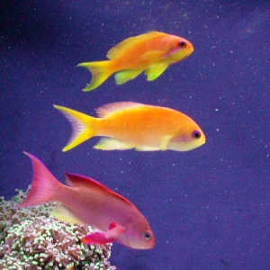 Lyretail Anthias family