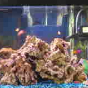 my 20 gal