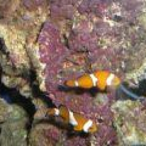 Amphipiron ocellaris
