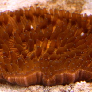 Orange fungia