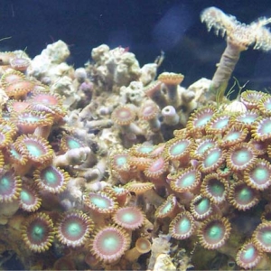 1st Coral Better Pic