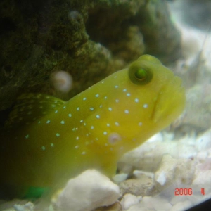 My yellow watchman gobie