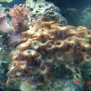 Corals in 12 gal Aquapod