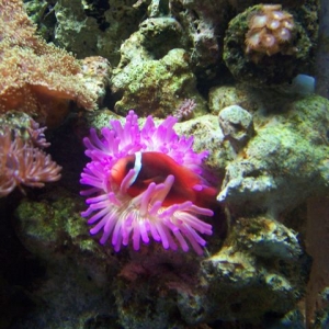 Happy Clown Fish