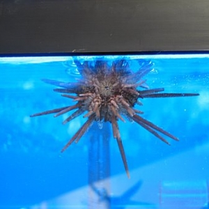 Pencil Urchin