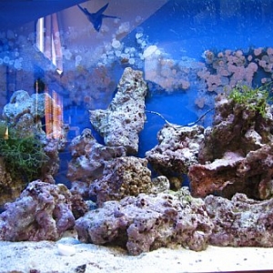 Middle of 75 Gallon