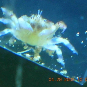 Lobophyllia Crab