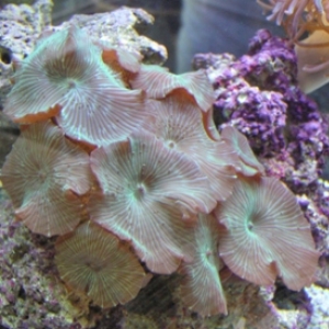 striped mushroom rock