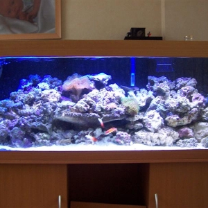 My 400l tank